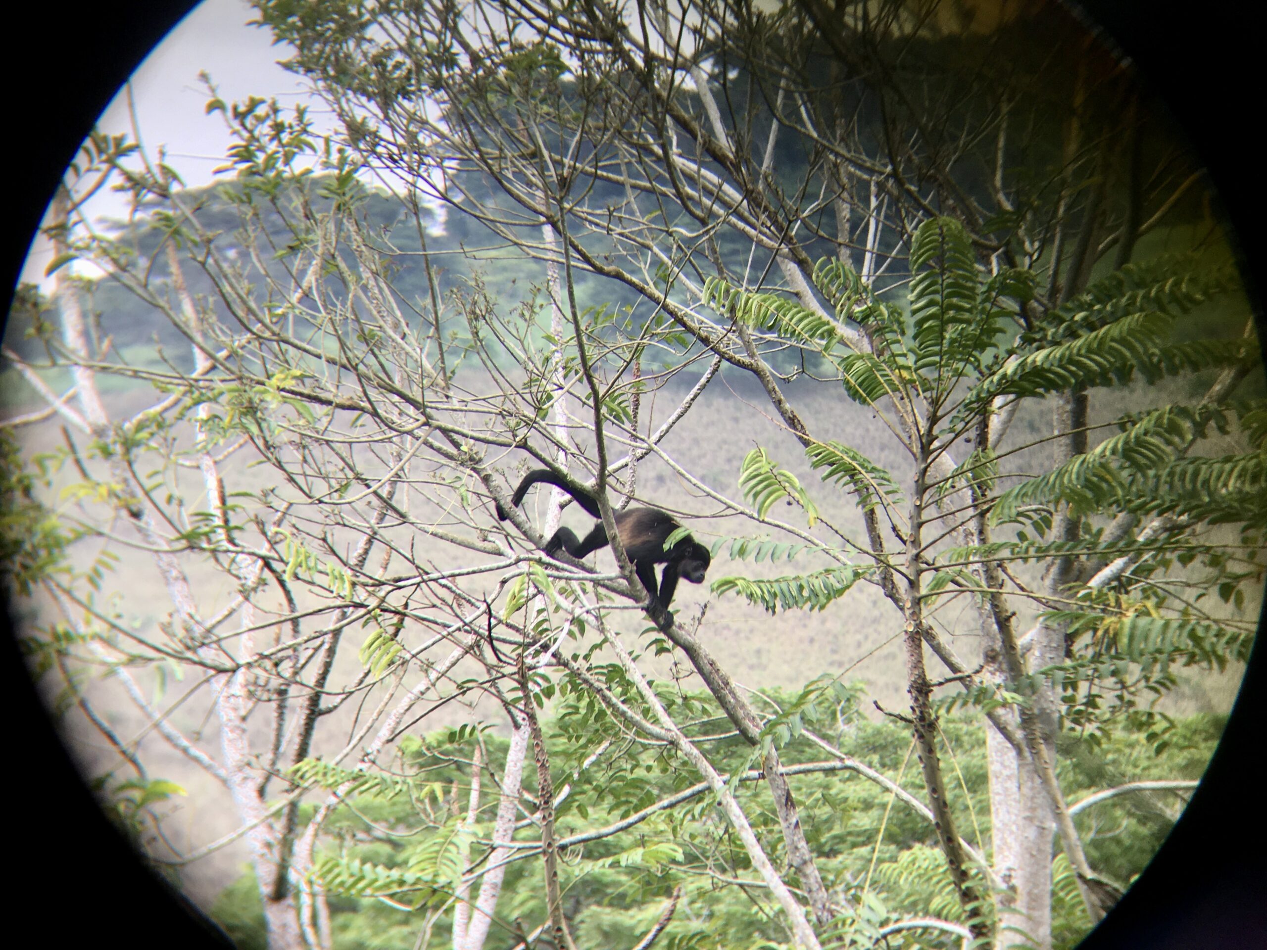 Howler and capuchin monkeys are native to this part of Ecuador