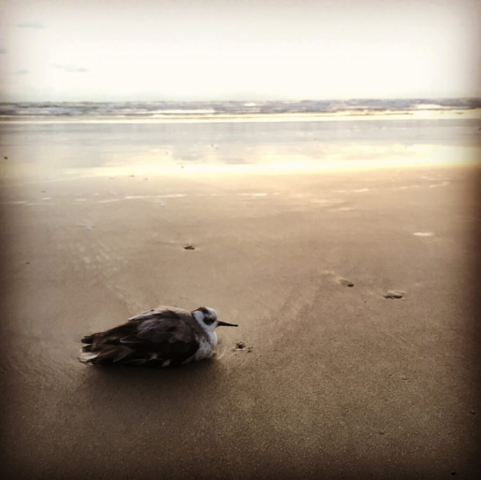 Local species of bird taking a rest on the sand